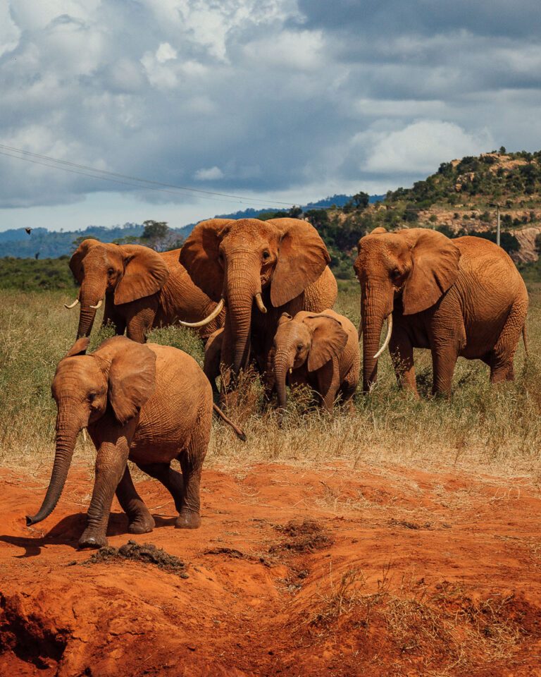 Tsavo east and west national parks in Nairobi, led by a local guide
