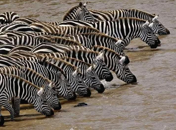 7 DAYS SAFARIS IN KENYA in Nairobi, Kenya, led by a local guide