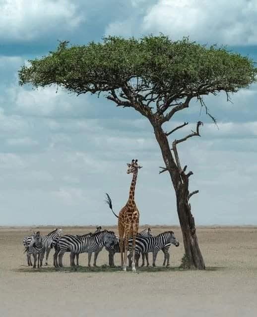 3 DAYS BUDGET SAFARI IN KENYA 🇰🇪 in Narok, Kenya, led by a local guide