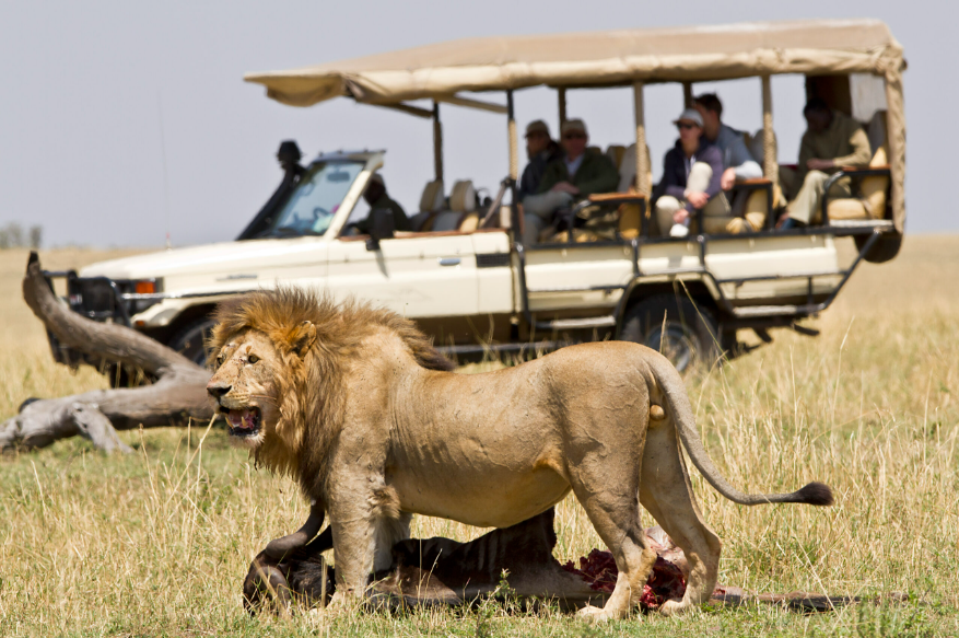 Ngorongoro Crater Day Tour: World Heritage Safari in Moshi, Tanzania, led by a local guide