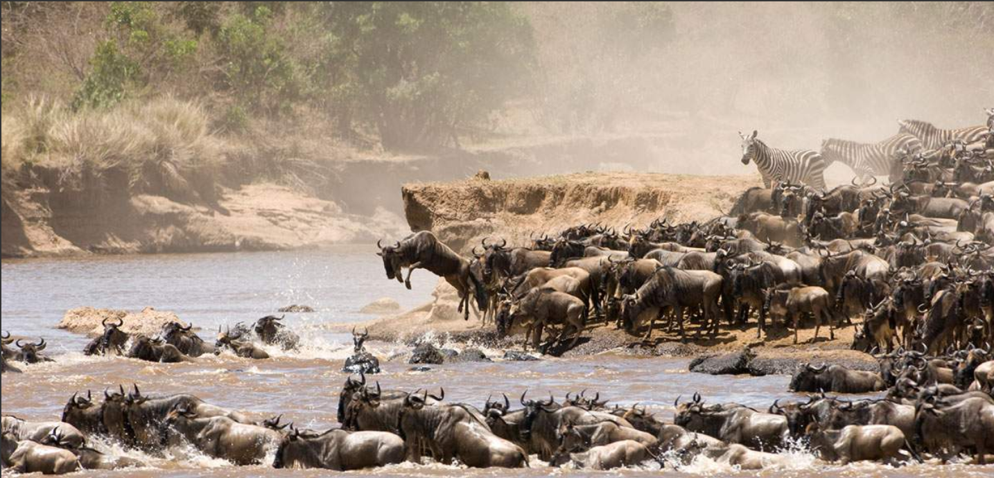 8-Day Serengeti Northern Migration Safari Adventure in Arusha, Tanzania, led by a local guide