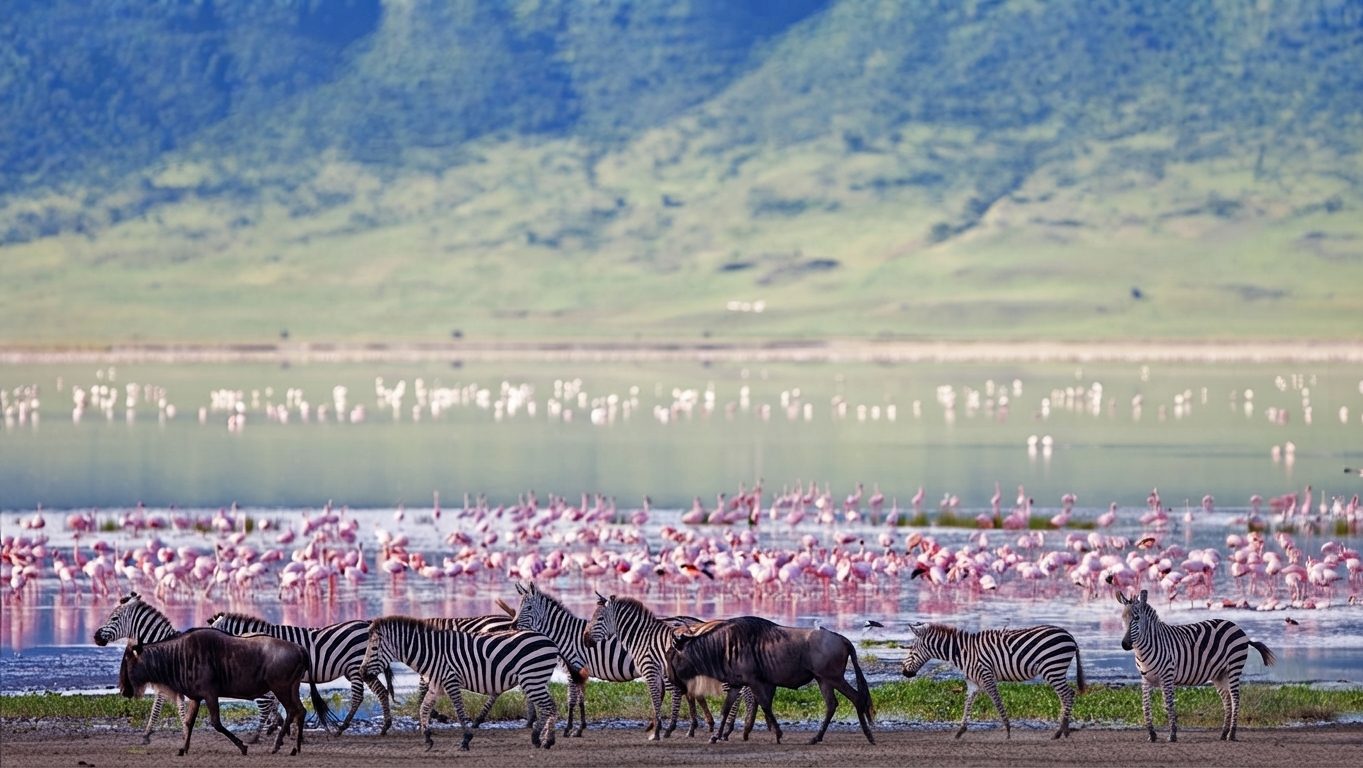 Lake Manyara National Park Day Tour in Moshi, Tanzania, led by a local guide