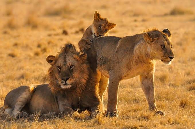 7-Day Ultimate Tanzania Wildlife Safari Experience & Cultural Immersion in Karatu, Tanzania, led by a local guide