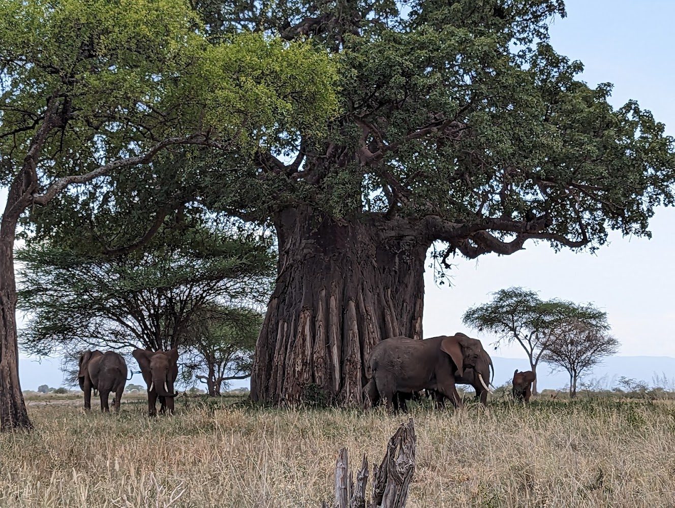 Tarangire National Park Day Tour: Elephant & Baobab Safari in Moshi, Tanzania, led by a local guide